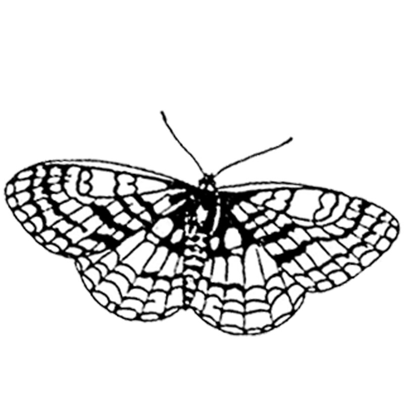 #1928 - Butterfly - Nature
